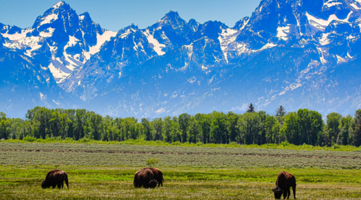 American Bison Grazing in Grand Teton National Park in Wyoming.
