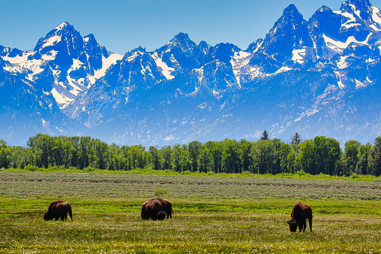 American Bison Grazing in Grand Teton National Park in Wyoming.