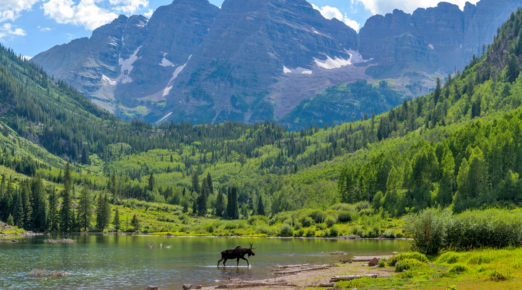 Moose at Maroon Lake A young moose, with only one antler, walking and feeding in Maroon Lake at base of Maroon Bells on a sunny Summer evening. Aspen, Colorado, USA.