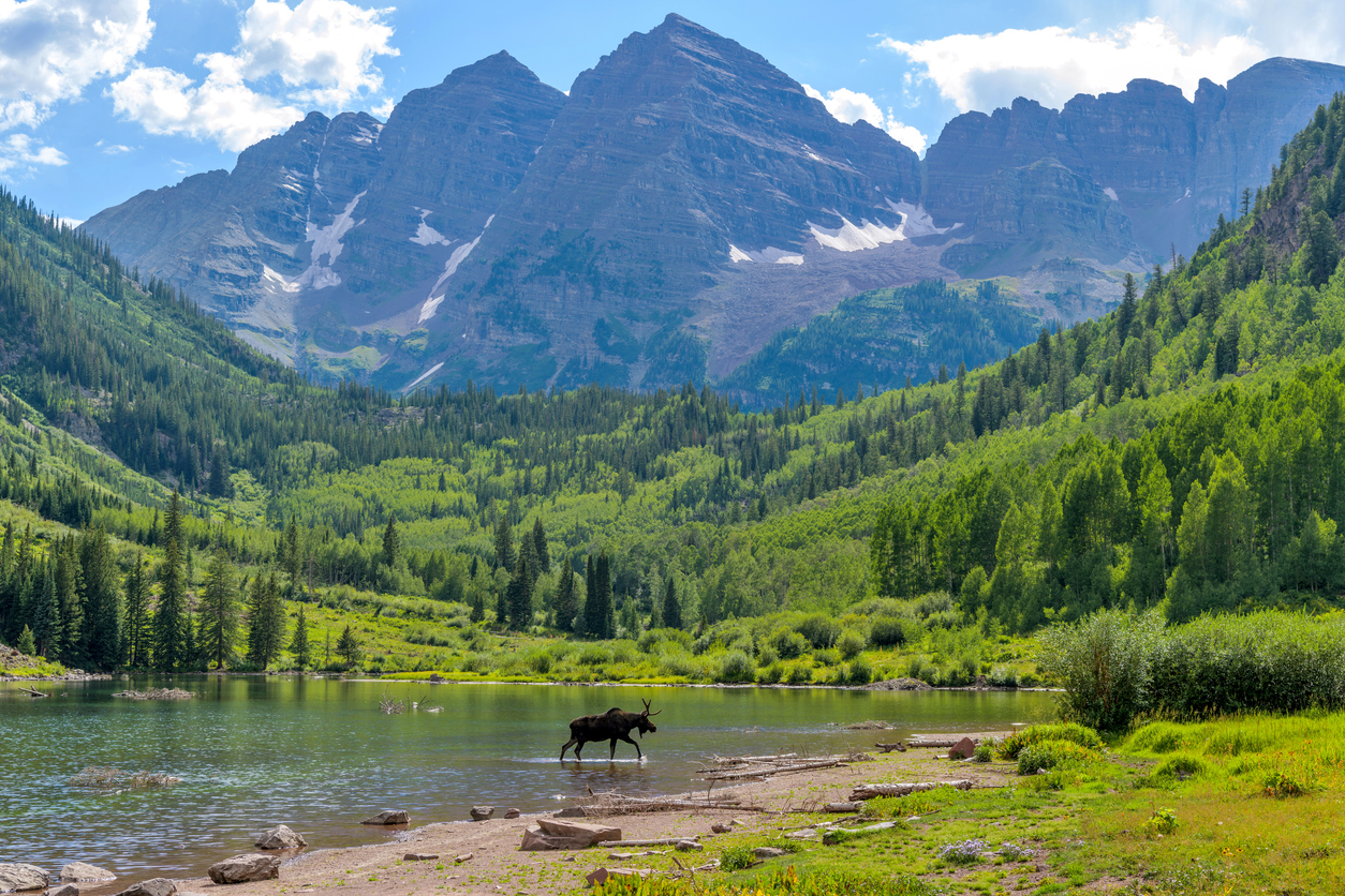 Moose at Maroon Lake A young moose, with only one antler, walking and feeding in Maroon Lake at base of Maroon Bells on a sunny Summer evening. Aspen, Colorado, USA.